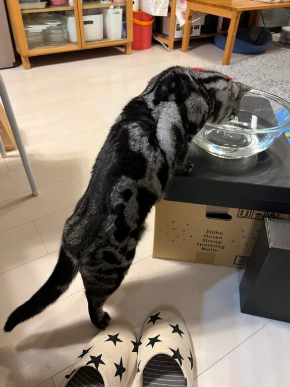 cat 猫　水飲み blog ブログ