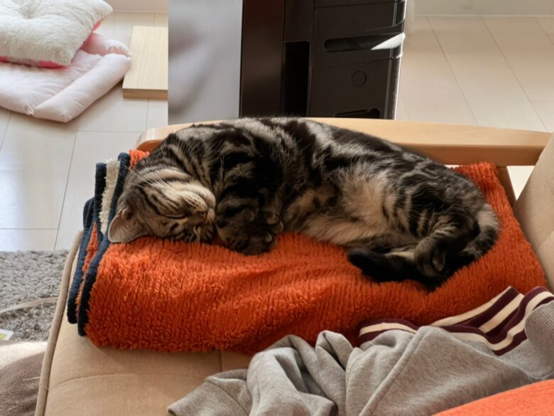 オレンジ色のブランケットで眠る愛猫はなちゃん