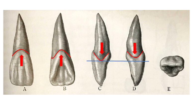 切歯の歯頚線の特徴