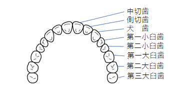 永久歯の歯式