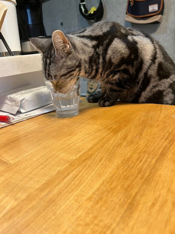 コップの水を飲む愛猫はなちゃん